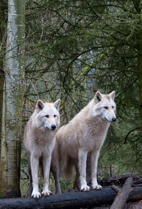 White Wolf Pair At The Woodland Park Zoo In Seattle Wall Mural And White