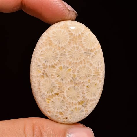 Natural Fossil Coral Cabochon Loose Gemstone Smooth Fossil Etsy