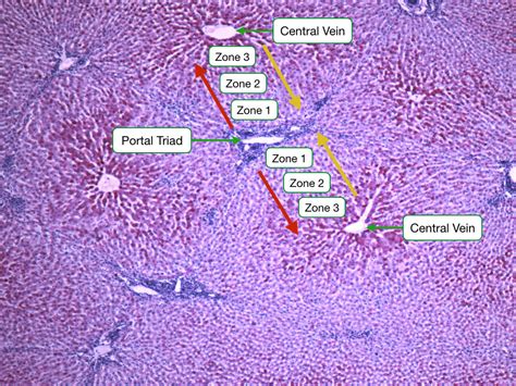 Histology Of Digestive Organs Lab