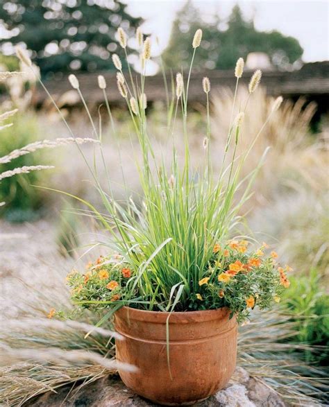 40 Best Ornamental Grasses For Containers Ornamental Grasses Grasses