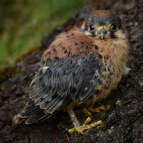 Baby Birds Bird Photo Contest Photocrowd Photo Competitions