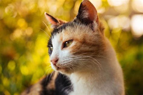 Calico Cats Everything You Wanted To Know Cat World