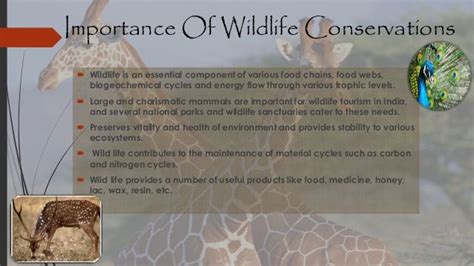 Saving Our Wildlife The Importance Of Wildlife Conservation