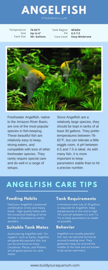 Complete Freshwater Angelfish Set Up And Care Guide