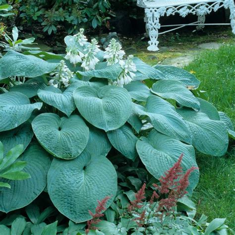 South tahoe pud (south lake tahoe water, sewer): BRESSINGHAM BLUE HOSTA young mature plant w/large roots ...