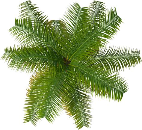 Transparent Tree Top Png Coconut Tree Top View Vector Png Download Vhv