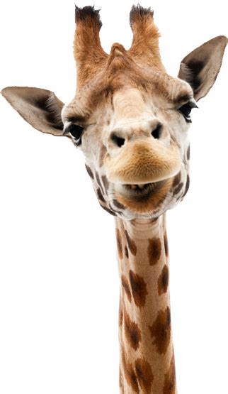 Affordable and search from millions of royalty free images, photos and vectors. Giraffe PNG images free download