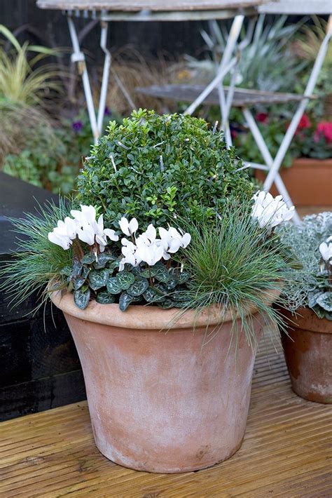 Box And Osteospermum Pot Display Winter Planter Winter Plants