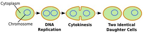 Binary Fission Definition Steps And Examples Lesson