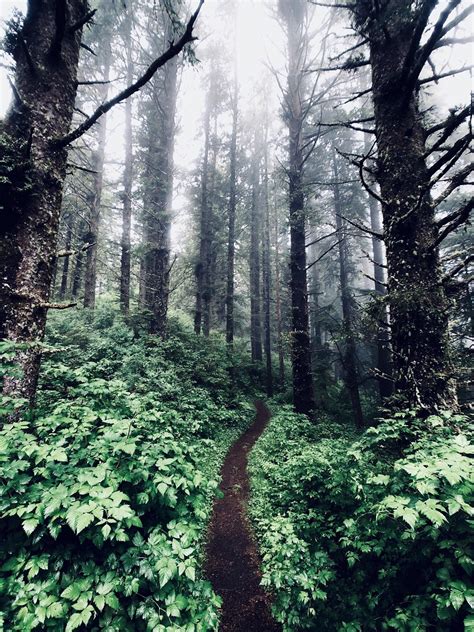 Into the forest | Beautiful forest, Foggy forest, Misty forest