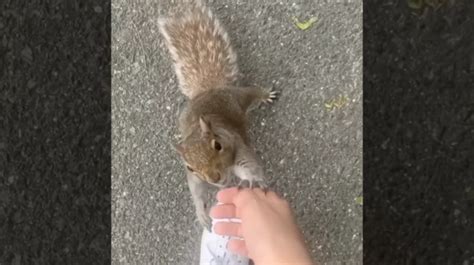 Squirrel Becomes Best Friends With Woman Shows Her Its Secret Peanut