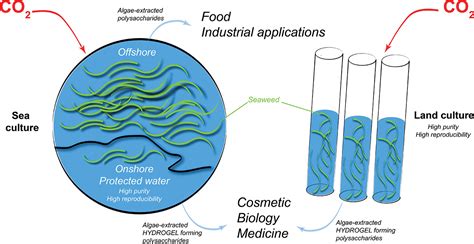 Hydrogel Forming Algae Polysaccharides From Seaweed To Biomedical