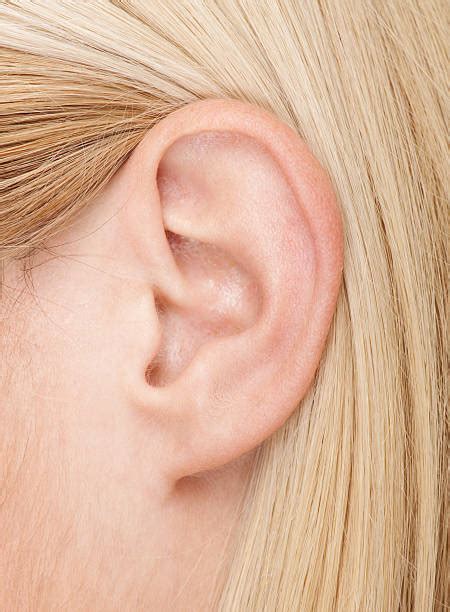 Best Human Ear Stock Photos Pictures And Royalty Free Images Istock