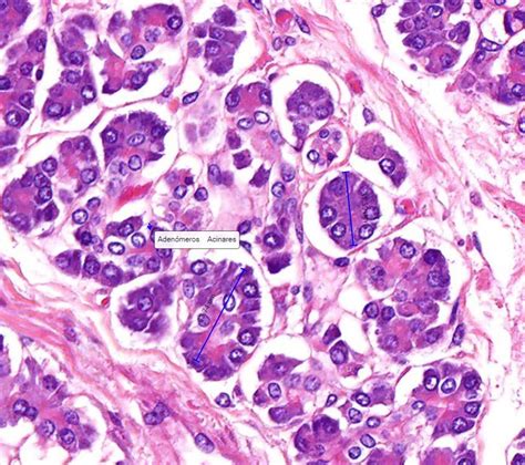 Tejido Epitelial Glandular Laboratorio de biología Interactiva