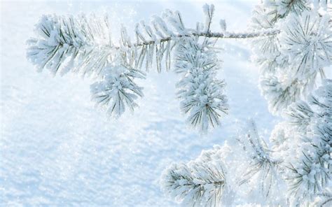 Hd Fresh Snow On Pine Wallpaper Download Free 63369