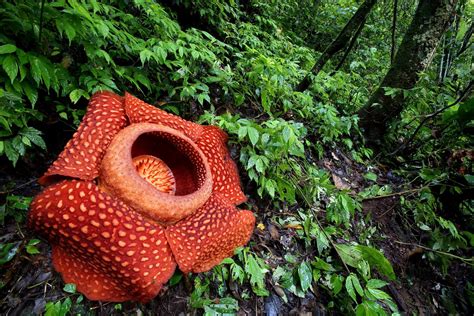 Rafflesia Arnoldii Giant Corpse Flower In Habitat West Sumatra