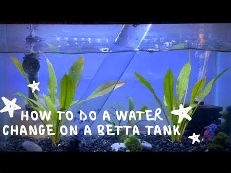 How To Do A Water Change On A Betta Tank Blazing Bettas Youtube