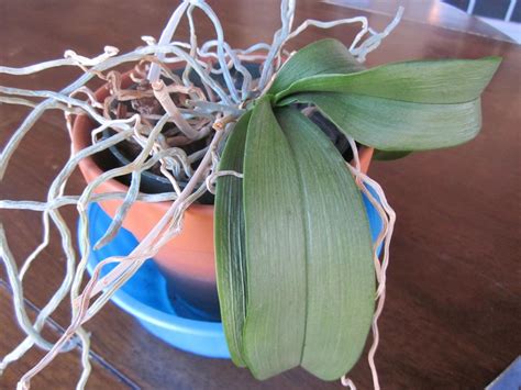 Repotting Orchids DIY Network Blog Made Remade DIY