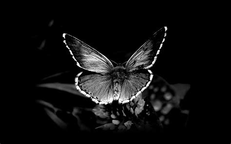 Butterfly Black Wings White Hd Wallpaper Peakpx