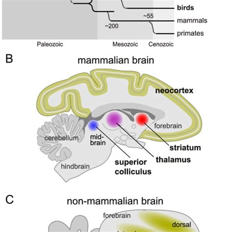 E Evolution And Comparison Of The Brain Plans In Mammals And