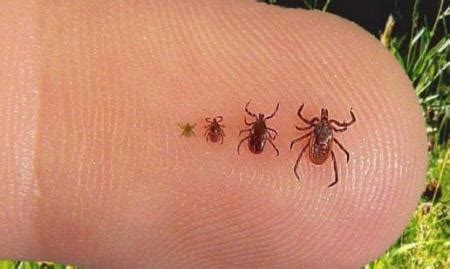 This means inspecting all of the dried foods in the infested pest control is a great place to start. How to Keep Ticks Away From Your Home - Mag2vow Outdoor ...
