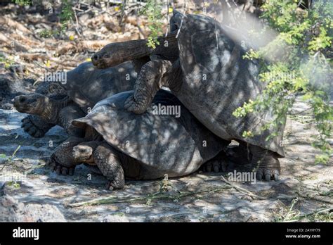 Giant Tortoises Mating At The Charles Darwin Research Station In Puerto Ayora On Santa Cruz