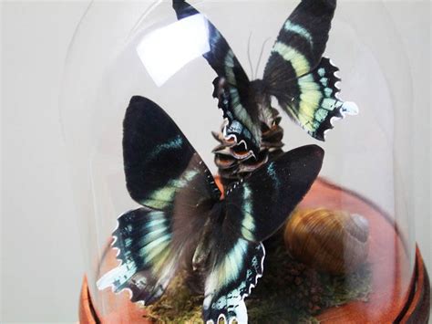 To create the watercolor look, an artist needs to practice softer lines and shading. Pin on Preserved Butterfly Art and Taxidermy