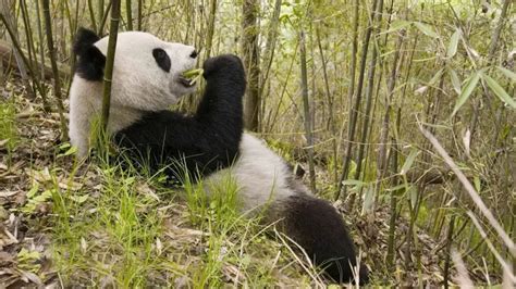 Giant Panda Diet What Do They Eat Chinatripedia