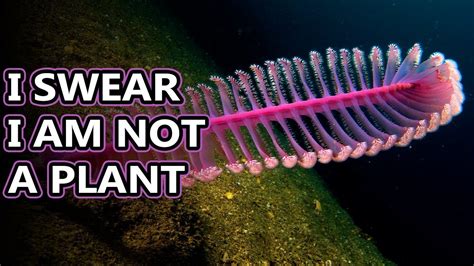 Sea Pen Facts Feathers Of The Sea Animal Fact Files Youtube