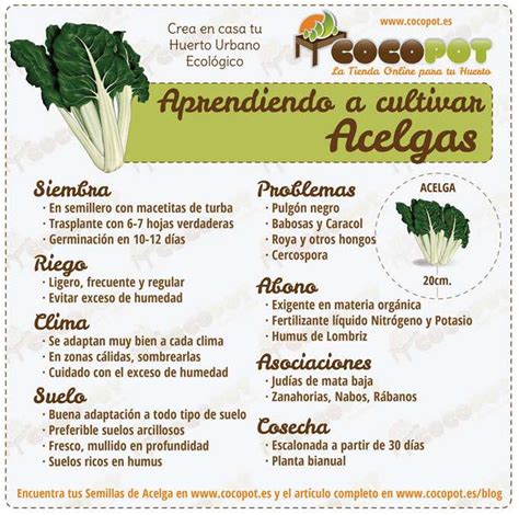 Guía completa para el cultivo de la acelga consejos cuidados y variedades