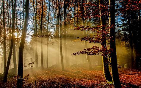X Nature Landscape Forest Mist Sun Rays Red Leaves Fall Trees