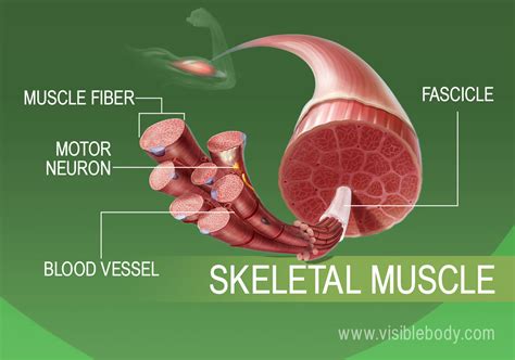 Muscle Types | Learn Muscular Anatomy