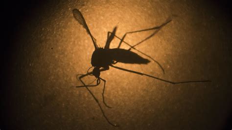 Health Officials Confirm 2nd Case Of Zika Virus In San Francisco Abc7