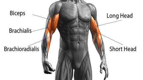 Biceps And Triceps Anatomy
