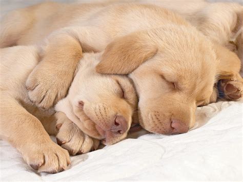Puppy Sleeping Wallpapers On Wallpaperdog