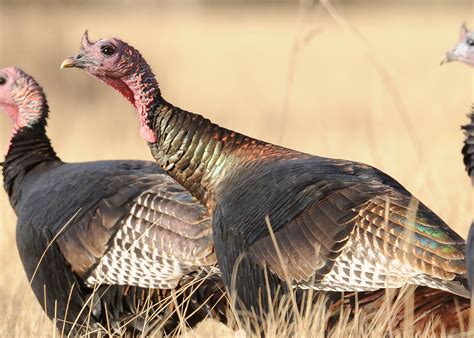 Habitat Needs Of Wild Turkey North Dakota Game And Fish