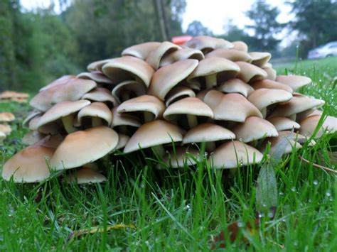 11 Best Edible Mushrooms Found In Iowa Images On Pinterest Edible