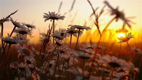 Daisies Grass Nature Sunset Flowers Phone Wallpapers