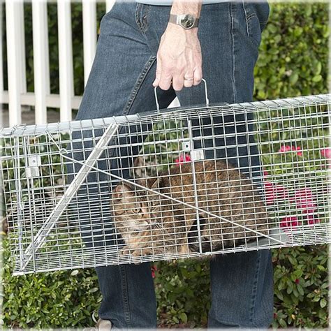 A wide variety of feral cat trap options are available to you, such as specification, capacity, and use. How To Catch Feral Kittens Without Trap