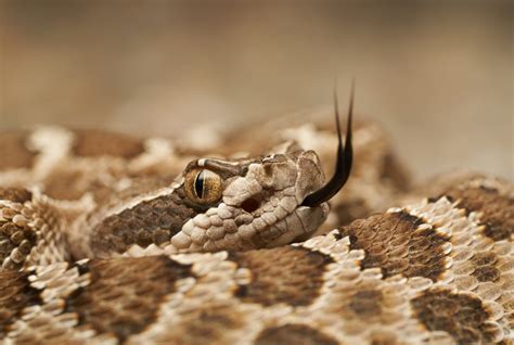 Ask The Naturalist Rattlesnakes Vs Gopher Snakes Bay Nature