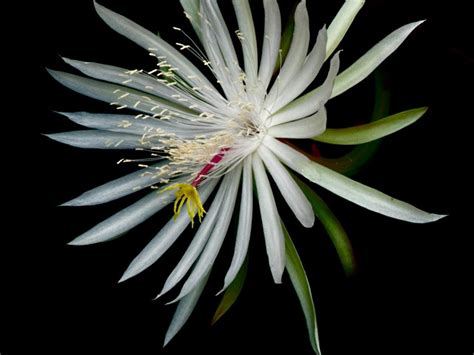 Scientists at the cambridge university botanic gardens (cubg) have been nurturing the rare cactus for six years. Night Blooming Flowers | HGTV