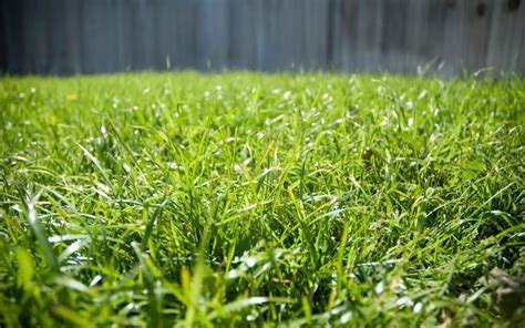 Bermuda Grass Pros And Cons A Good Fit For Your Yard