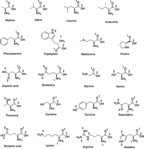 Numbering Of Atoms In Amino Acids Download Scientific Diagram
