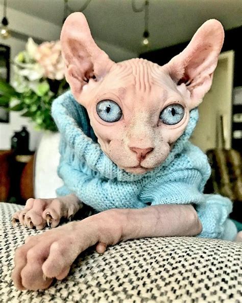 25 Sphynx Cats Who Won Our Hearts And We Didnt Even Try To Resist