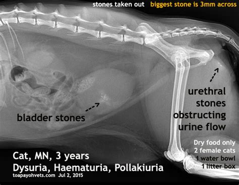 This is problematic because a dog's prognosis is better when the tumor is caught and treated before it. 2010vets: 2498. INTERN Bladder and urethral stone cat and ...