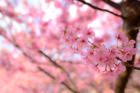 Beautiful Japan Sakura Tree Stock Image Image Of Pink Floral 141326089