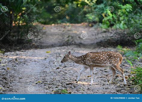 A Female Red Spotted Deer Crossing The Road In Chitwan National Park In