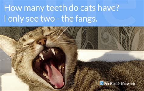 We did not find results for: Dr. Ernie's Top 10 Cat Dental Questions... And His Answers ...