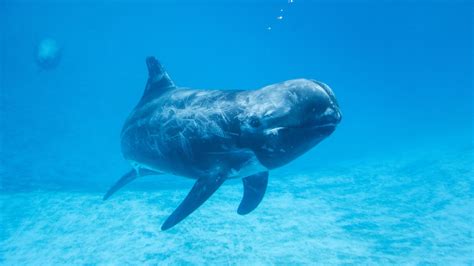 Effects Of Underwater Noise Pollution On Marine Mammals Ocean Mammal