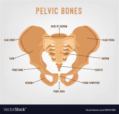 Pelvis Bones Pelvic Girdle Vector Sketch Human Anatomy Medicine Bones